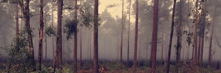 whotfisd's profile banner image