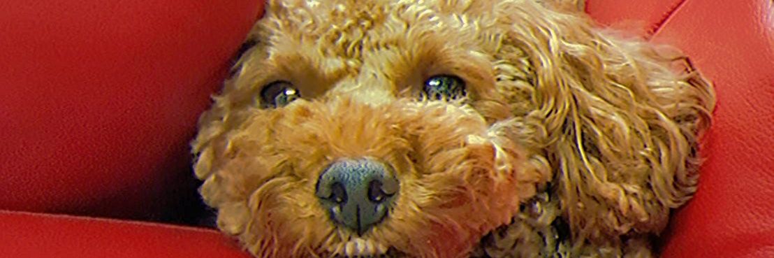 chacha03_0927's profile banner image