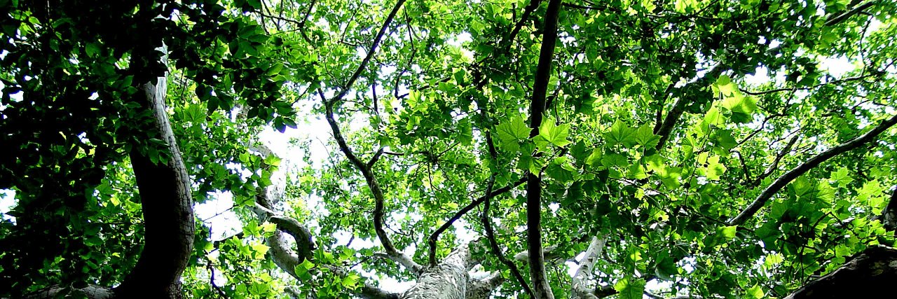whitekelly's profile banner image