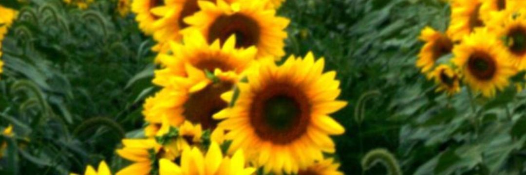 sheenbean55's profile banner image