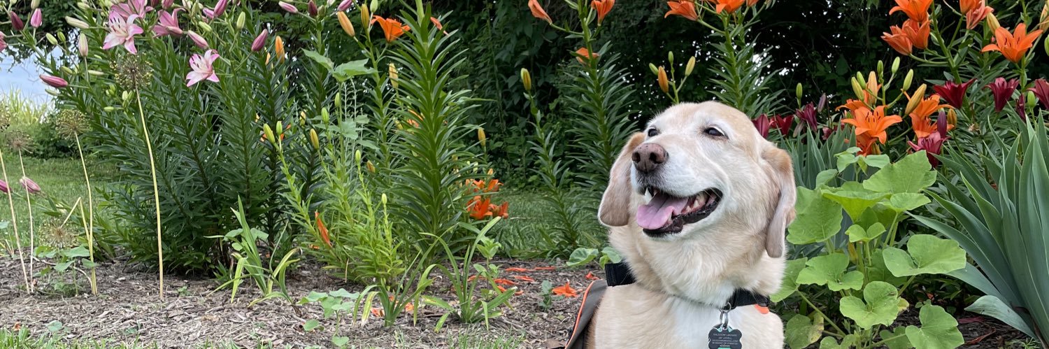 Kalsoom Lakhani banner