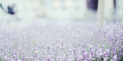 ashtonascgdr's profile banner image