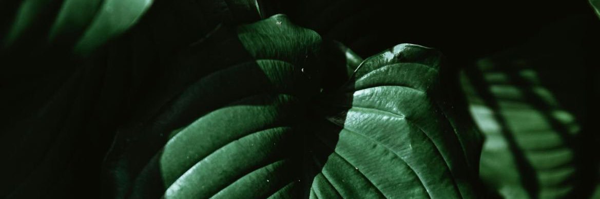 LuluVdt's profile banner image