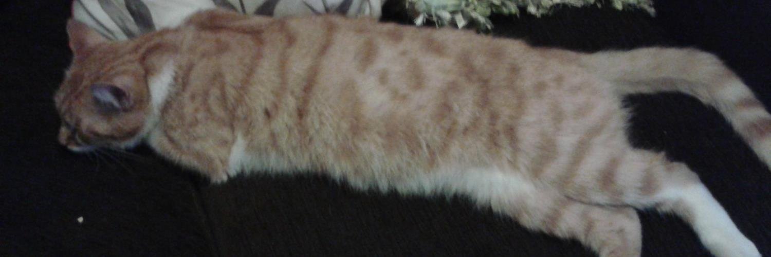 Nick Boley - Anti Trump, anti Putin, pro freedom banner