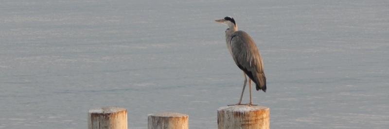 SustainableLake's profile banner image