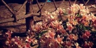 wasmia331's profile banner image