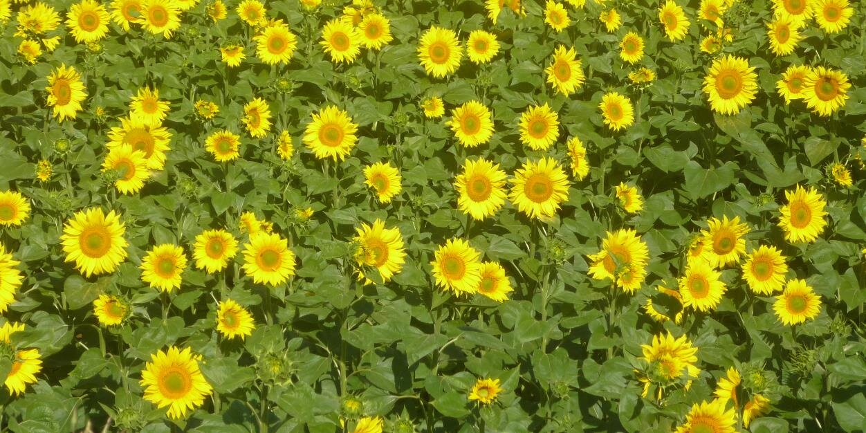 krisklown's profile banner image