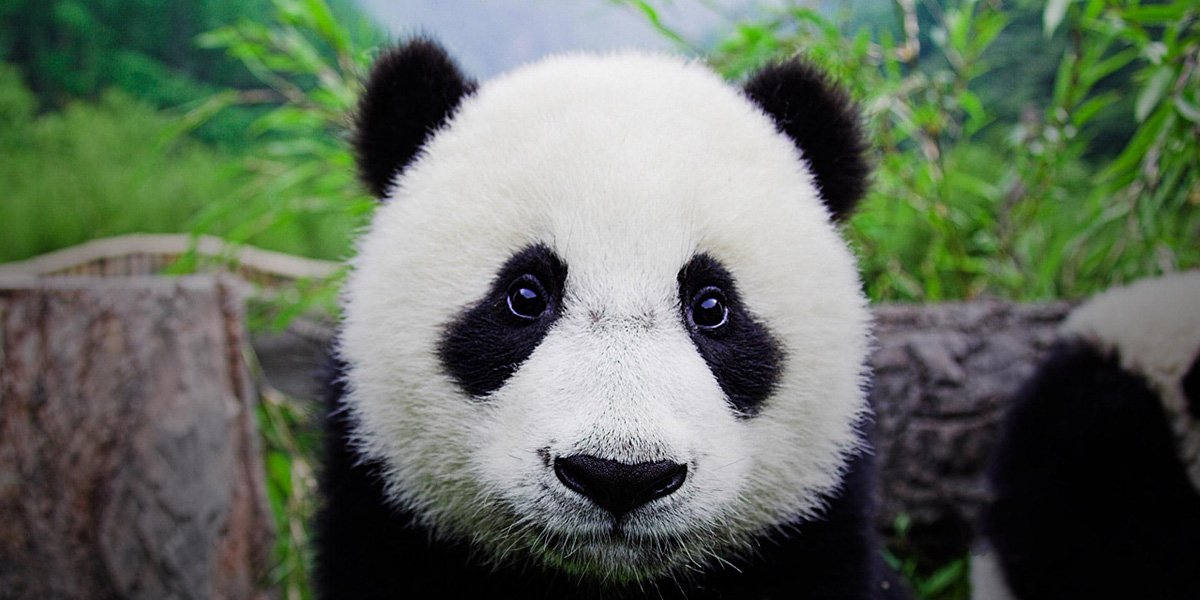 SomeDrunkPanda's profile banner image