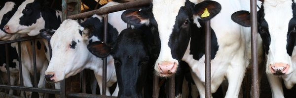 PlattsBedding Profile Banner