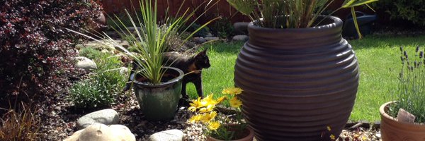 AngieScottNCL Profile Banner