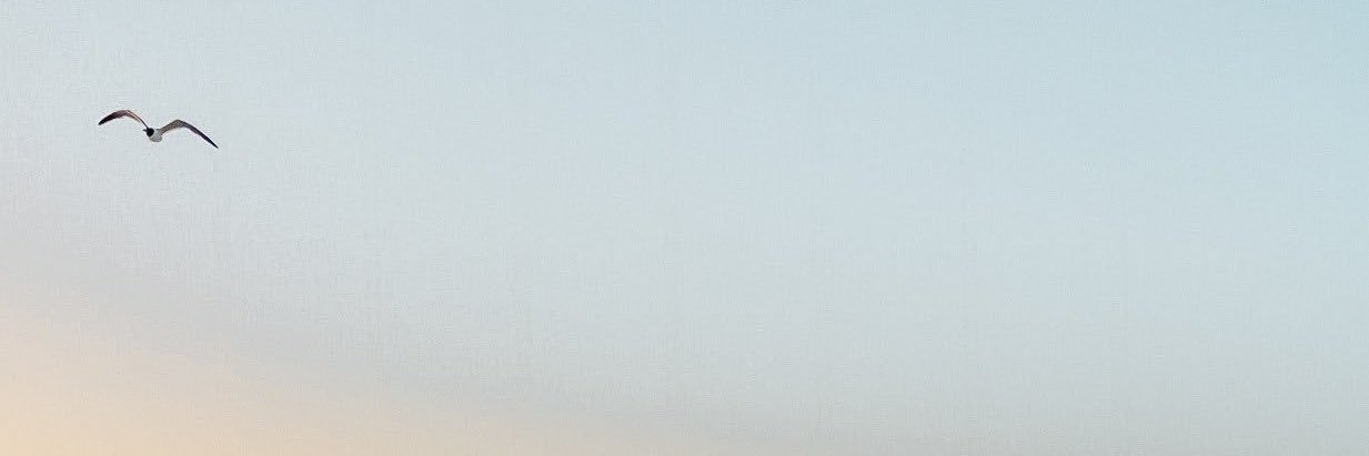 lilac ❀ banner