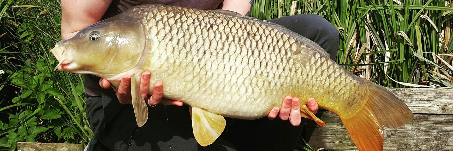 Gary Bradshaw banner