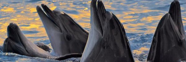 JoeFalzon Profile Banner