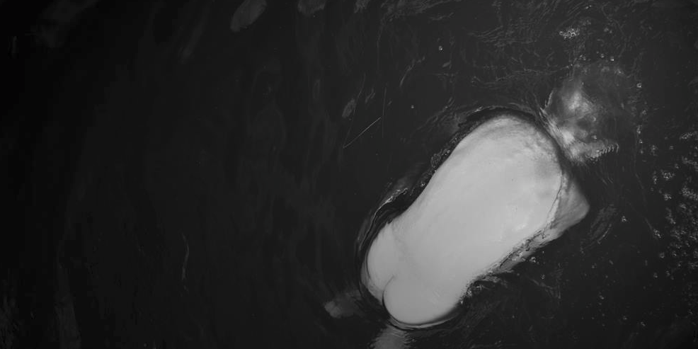 jouppikaisu's profile banner image
