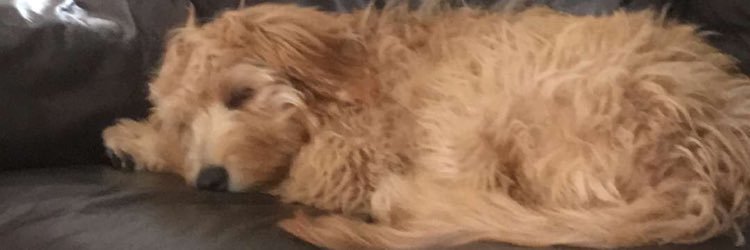 chelllybean__'s profile banner image