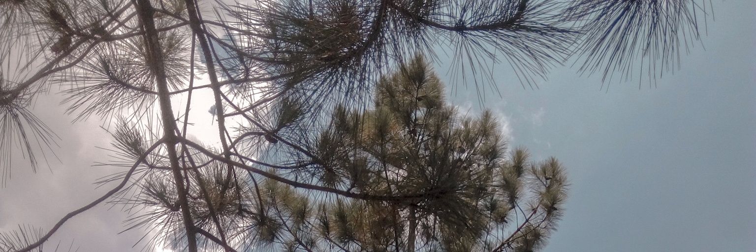ilmaavena's profile banner image