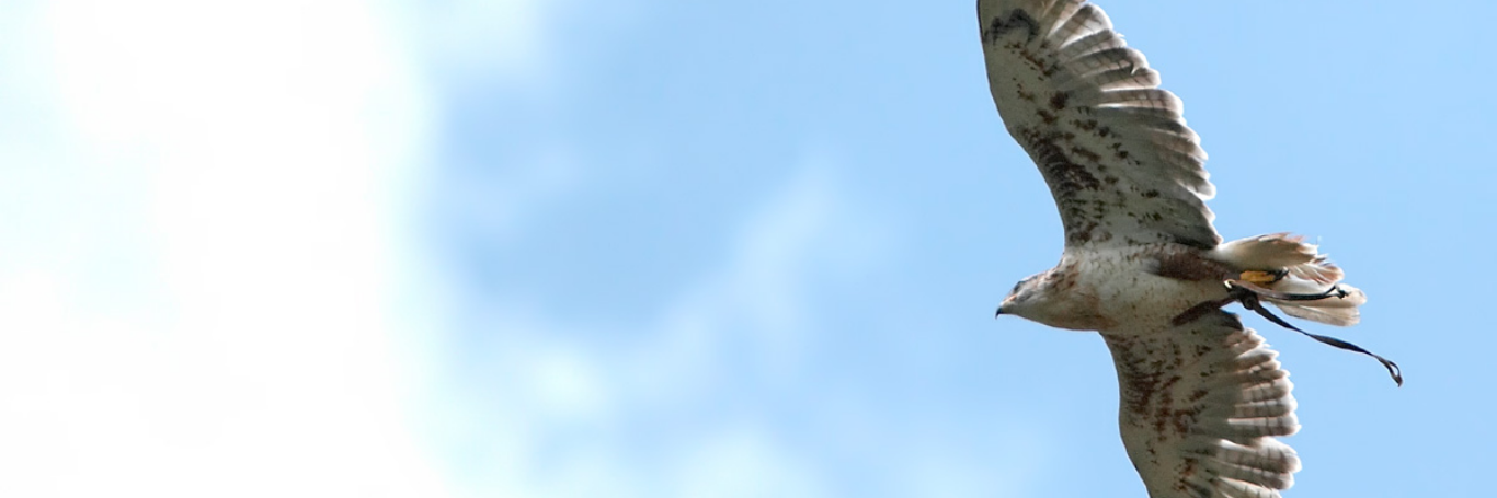 poopy_bird's profile banner image