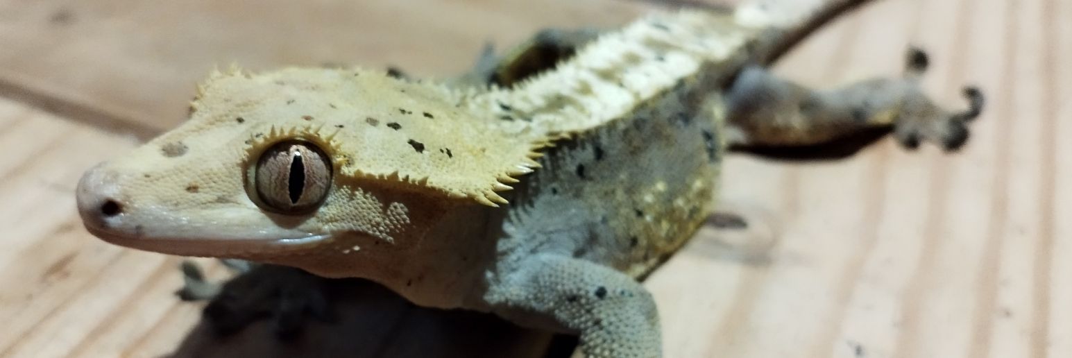 debbiescresties's profile banner image