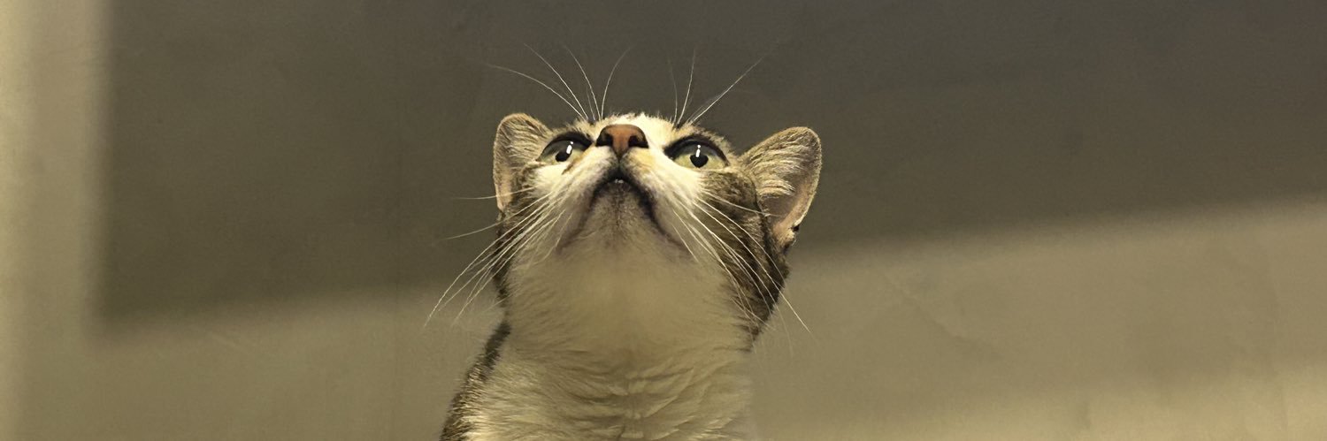 Camila Florêncio banner