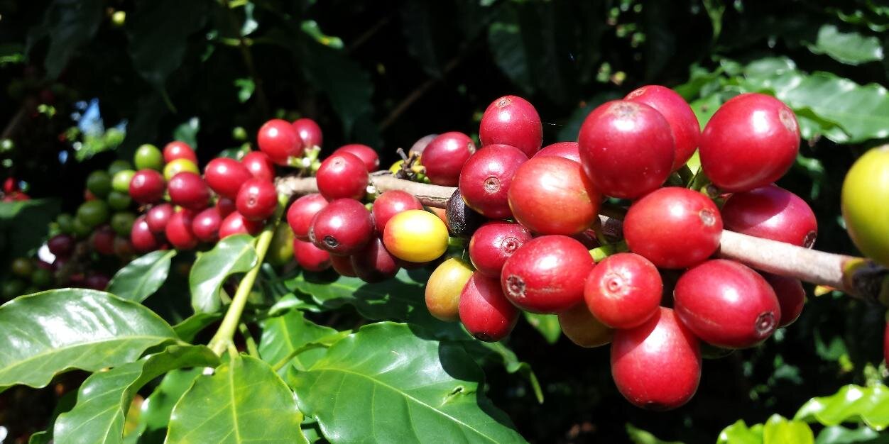 HMCoffeeMonza's profile banner image