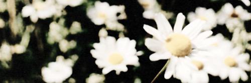 DaisyAMurray's profile banner image