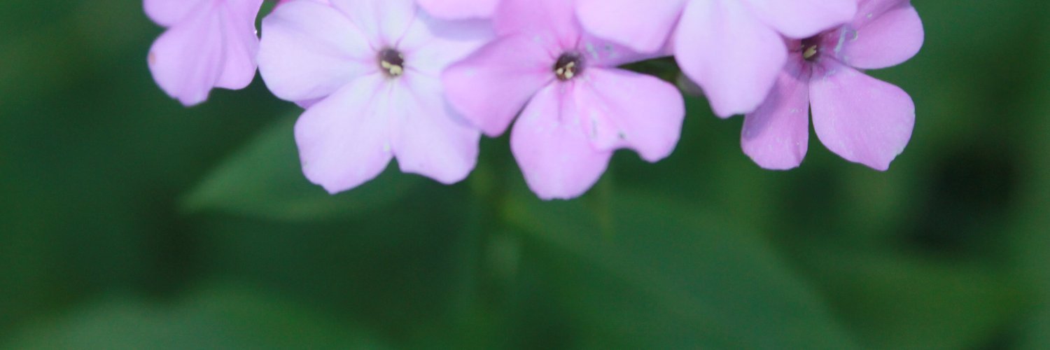 RylanChaos's profile banner image