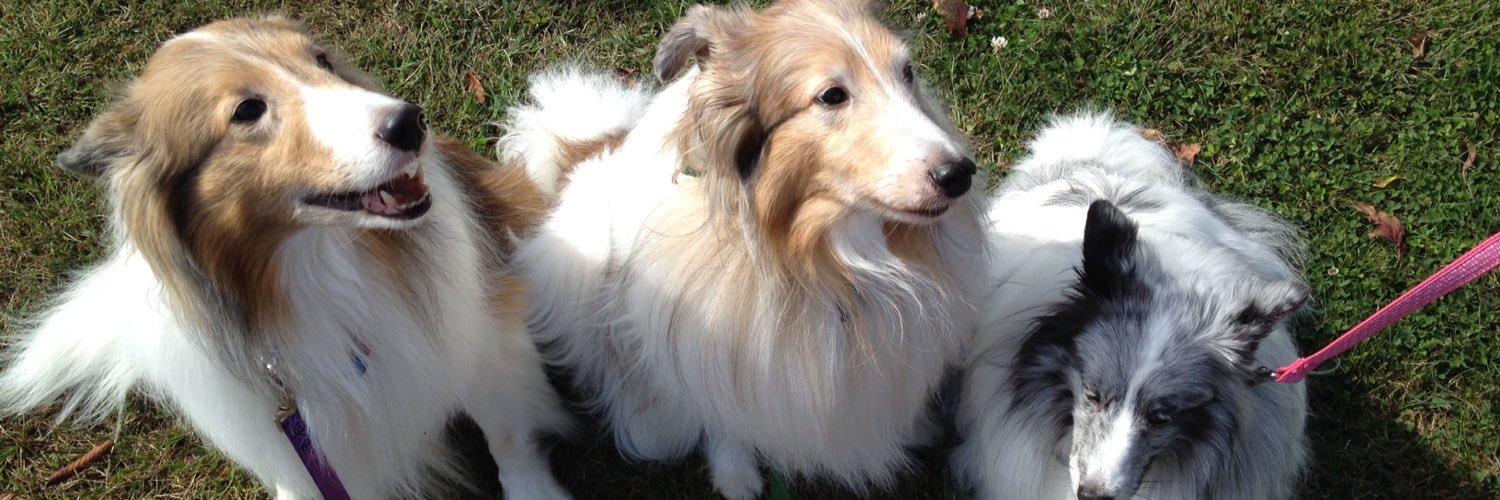 TheAngrySheltie's profile banner image