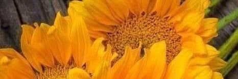 Barbo1967Lady's profile banner image