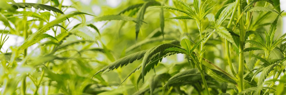 dccollective420's profile banner image