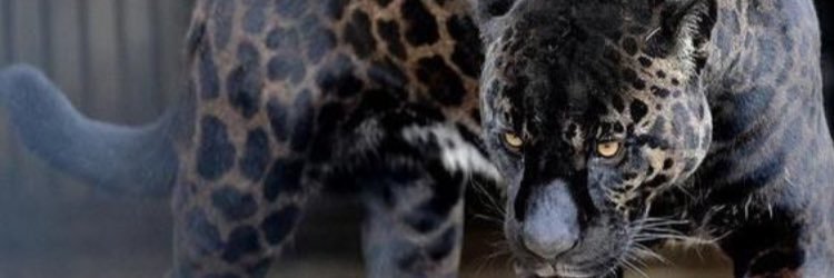 Jax_1032's profile banner image