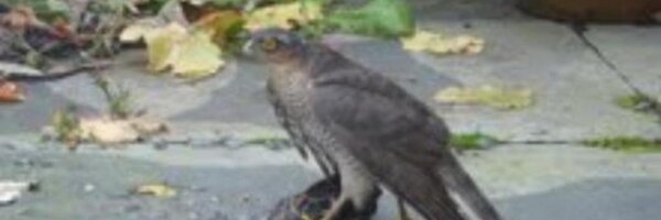 AnnaDunphy Profile Banner