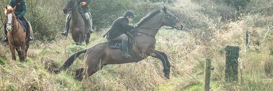 Elizabeth Ahern banner