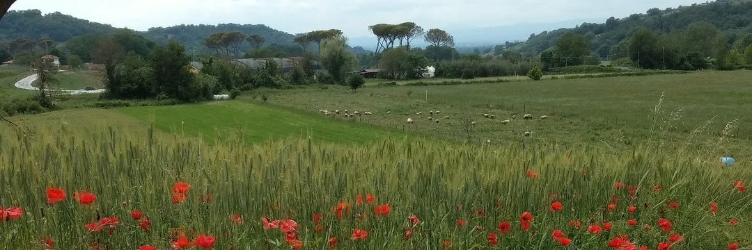 CuervoVaudagna's profile banner image