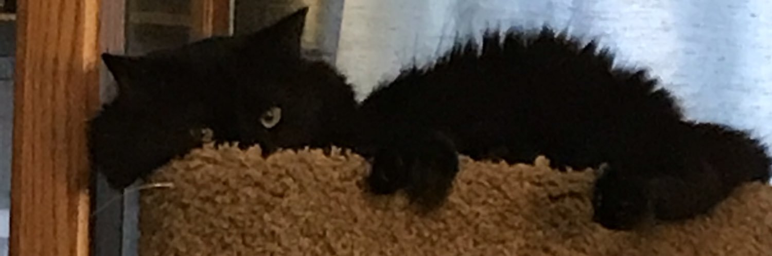 unPuzzyGato's profile banner image