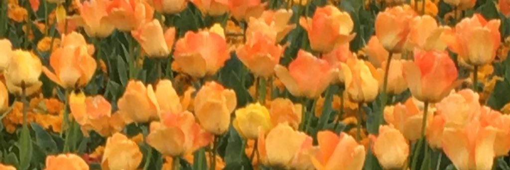 Pattijimenez12's profile banner image