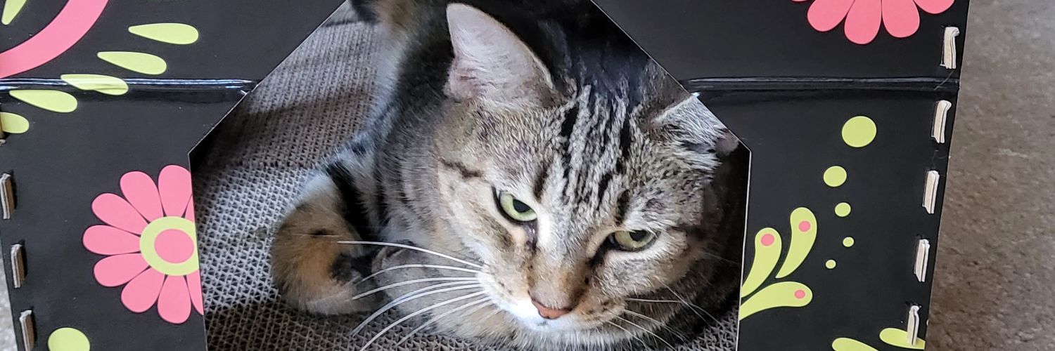 HopeKat013's profile banner image