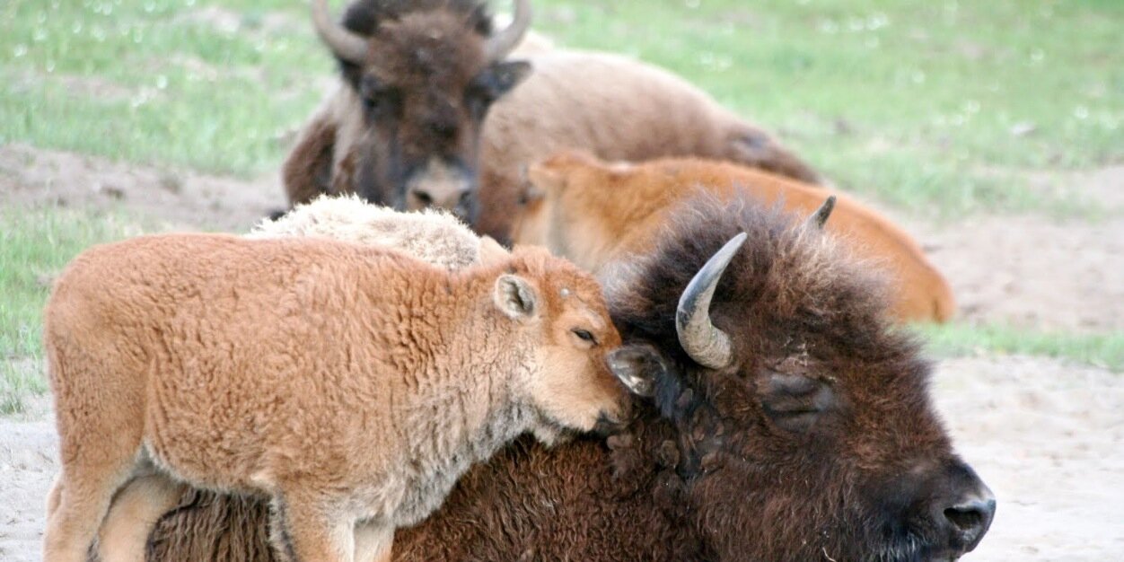 running4buffalo's profile banner image