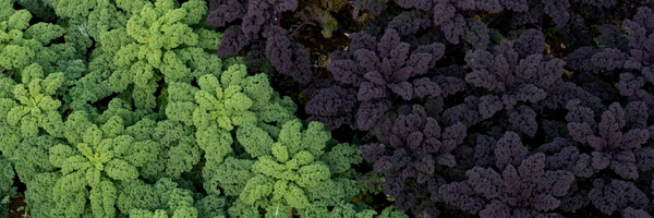 BarcombeOrganic Profile Banner