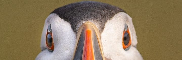 Christopher Hutchins banner