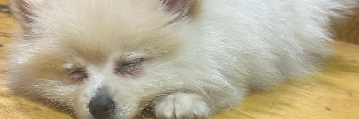 melodaph's profile banner image