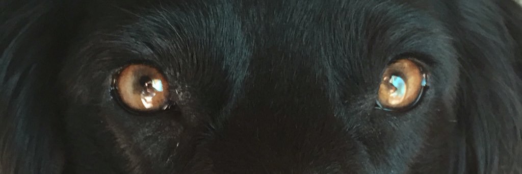 Ferstappen 🦁 banner