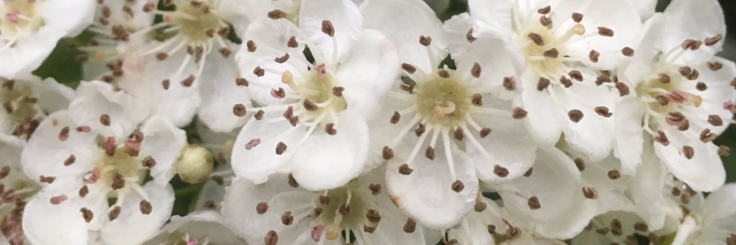 NannapatSusan's profile banner image