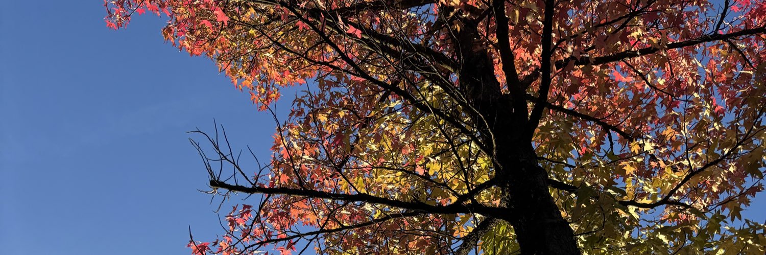 Anna Staender banner