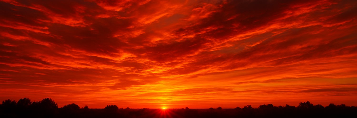 ThePinkPelican banner