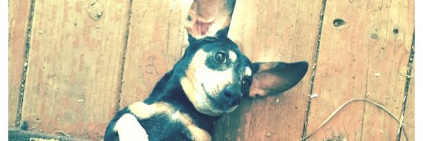 21Murchie's profile banner image