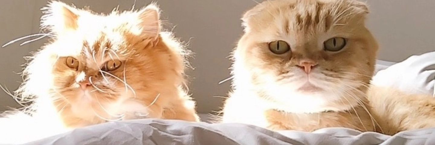 babayu8441's profile banner image