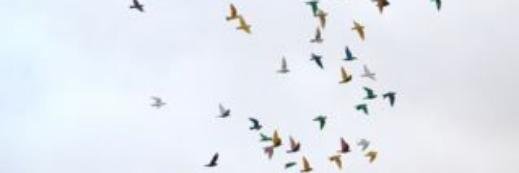 Diane Scoville banner