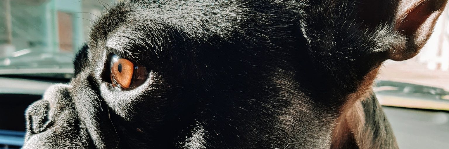 delfi_ca's profile banner image