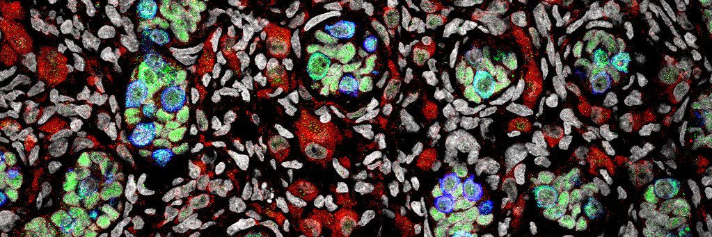 Navin B. Ramakrishna banner