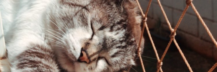 gafernandesv's profile banner image
